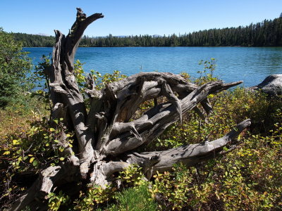 Phelps Lake from Huckleberry Point