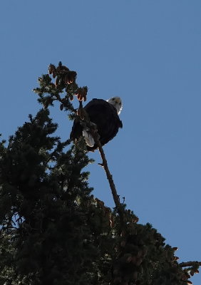 Bald Eagle