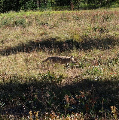 Coyote