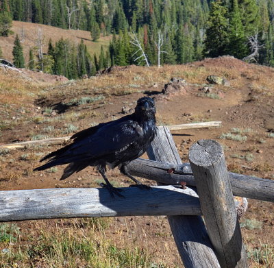 Raven