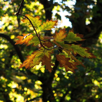 Autumn Colours