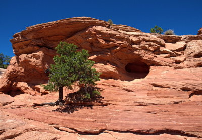 Tree near Mesa Arch