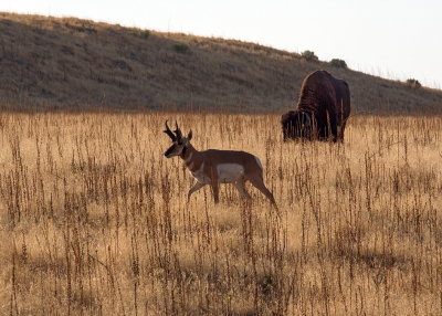 Bison and Pronghorn