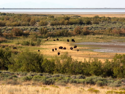 Buffalo on the shore of Antelope Island