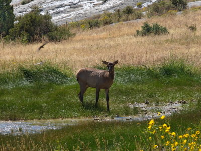 Deer close to Canary Spring