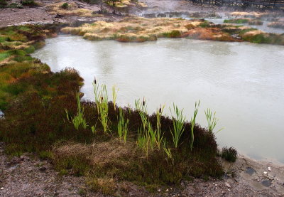 Vegetation around a hot pool