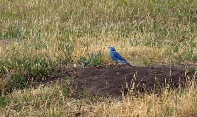 Mountain Bluebird