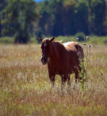 Horse