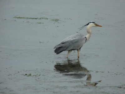 Ardea cinerea, Grey heron