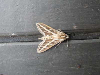 Hyles livornica, Striped hawk-moth