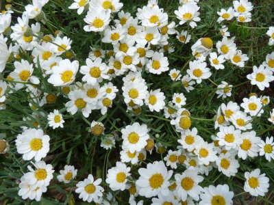 Anthemis maritima, Sea chamomille
