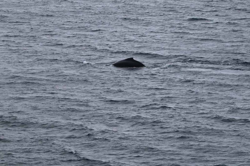 TWO HUMPBACK WHALES PLAYING AROUND THE QUEST