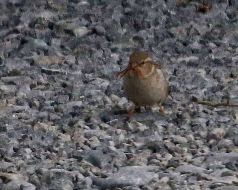 CHAFFINCH -FEMALE (PAHIRINI) ?