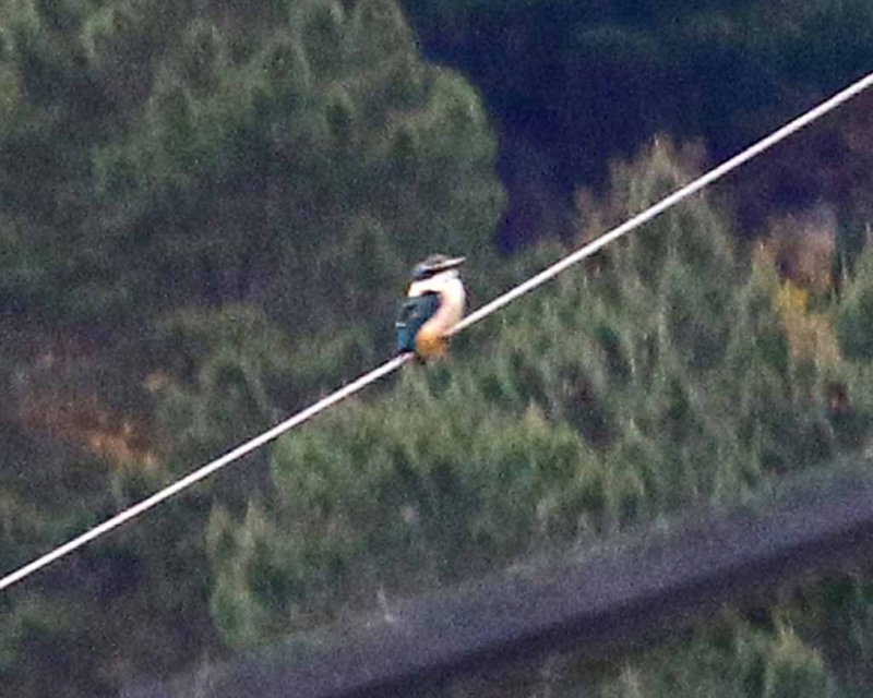 NEW ZEALAND KINGFISHER