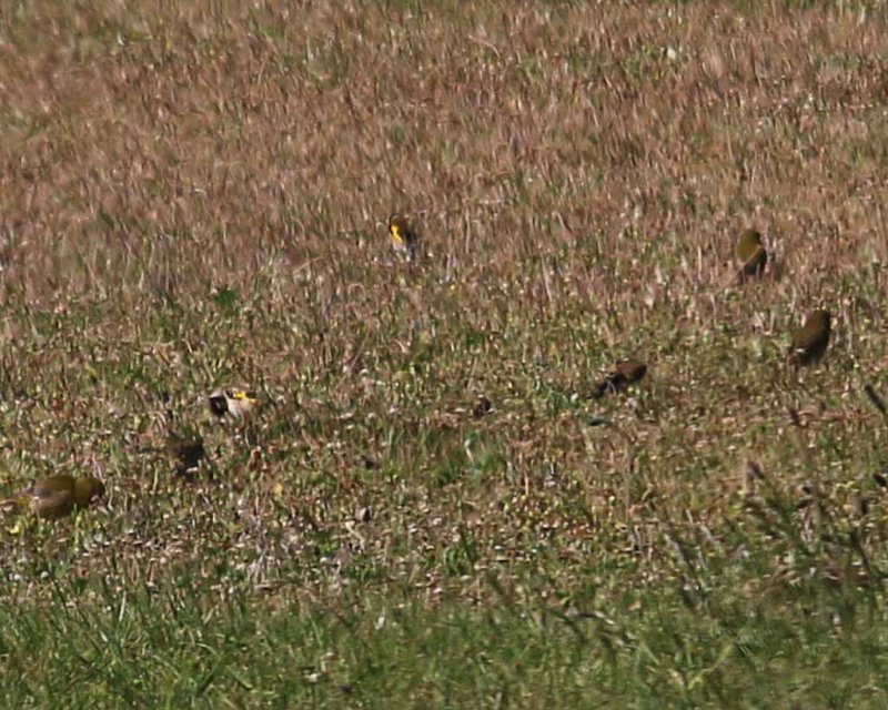 GOLDFINCH (?) IN WITH ?