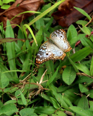 WHITE PEACOCK BUTTERFLY