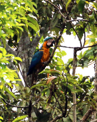 BLUE AND YELLOW MACAW