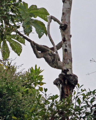 BROWN-THROATED THREE-TOED SLOTH