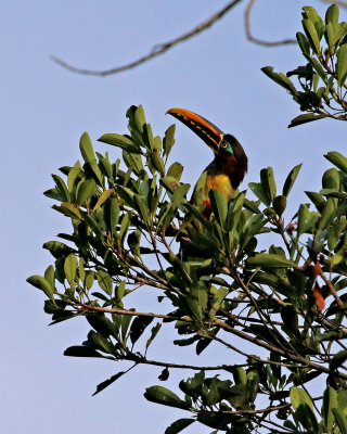 CHESTNUT-EARED ARACARI