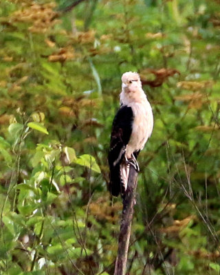 YELLOW-HEADED CARACARA