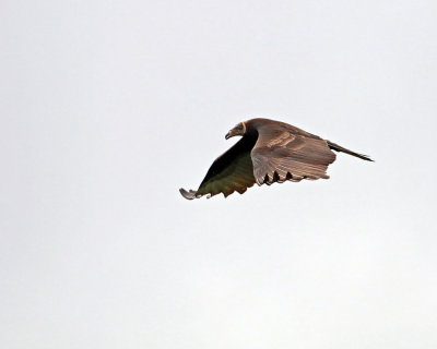 GREATER YELLOW-HEADED VULTURE imm