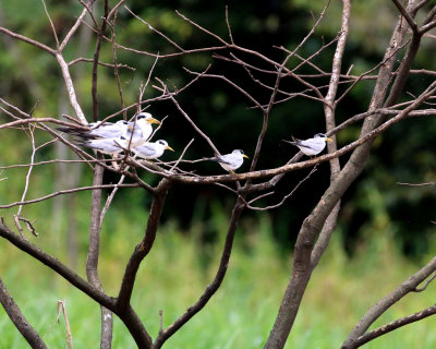 LARGE-BILLED AND YELLOW-BILLED TERNS