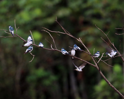 BLUE-AND-WHITE SWALLOWS