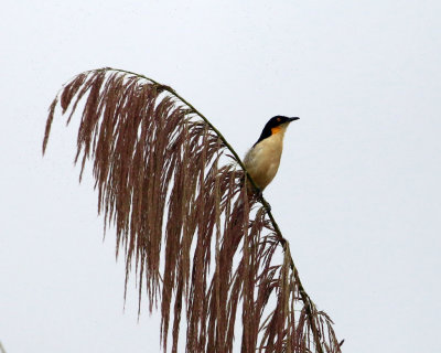 BLACK-CAPPED DONACOBIUS