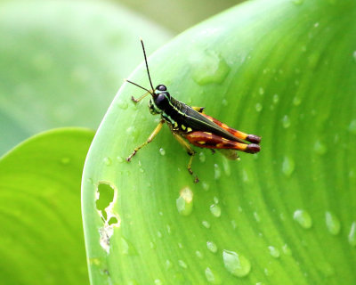 RAINBOW GRASSHOPPER