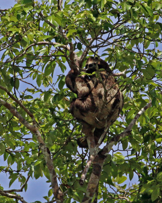 BROWN-THROATED THREE-TOED SLOTH