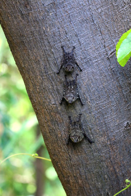 LONG-NOSED BATS