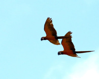 BLUE AND YELLOW MACAW