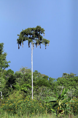 OROPENDULA NESTS