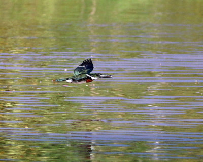 AMAZON KINGFISHER WITH LUNCH