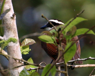 LESSER KISKADEE