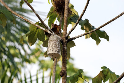 WASP NEST