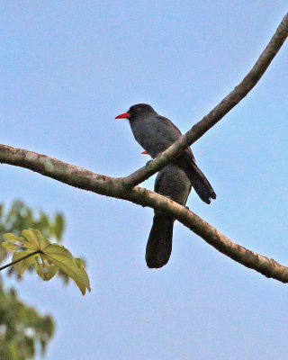 BLACK-FRONTED NUNBIRD