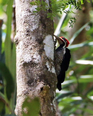 LINEATED WOODPECKER male