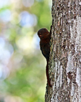 PYGMY MARMOSET