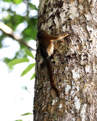 PYGMY MARMOSET