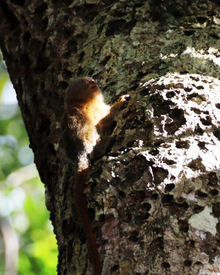 PYGMY MARMOSET 