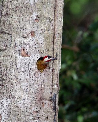 SPOT-BREASTED WOODPECKER