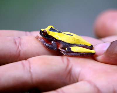 VARIABLE CLOWN TREEFROG