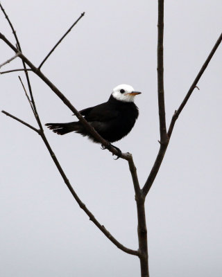 WHITE-HEADED MARSH-TYRANT