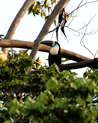 WHITE-THROATED TOUCAN