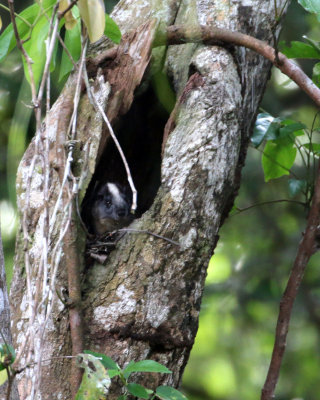 YELLOW-CROWNED BRUSH-TAILED RAT 