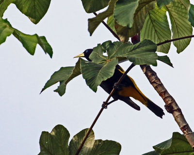 YELLOW-RUMPED CACIQUE