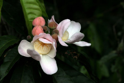 AMAZONIAN MAGNOLIA