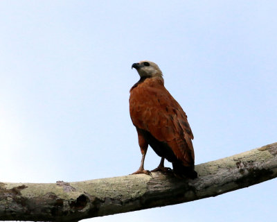 BLACK-COLLARED HAWK