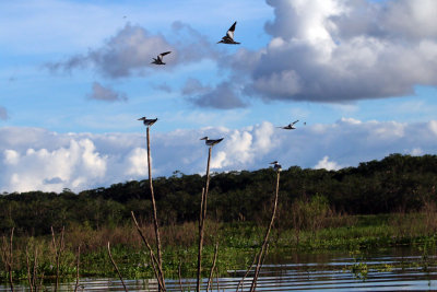 LARGE-BILLED TERNS